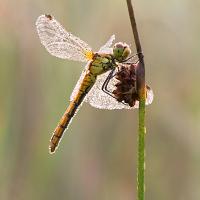 Dew covered Common Darter 5 